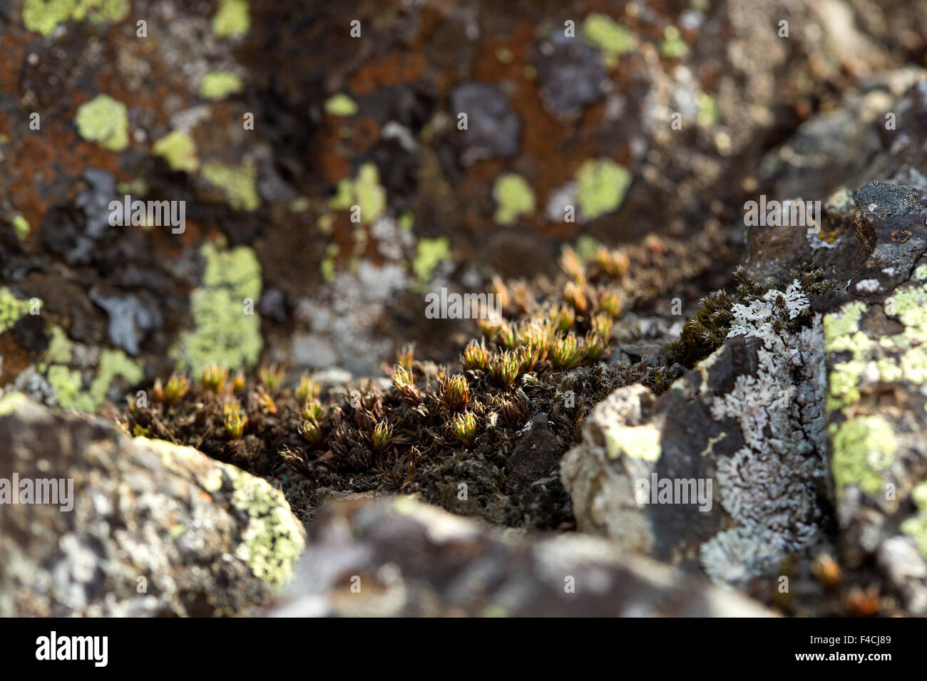 Closeup of small plants growing in Iceland Stock Photo