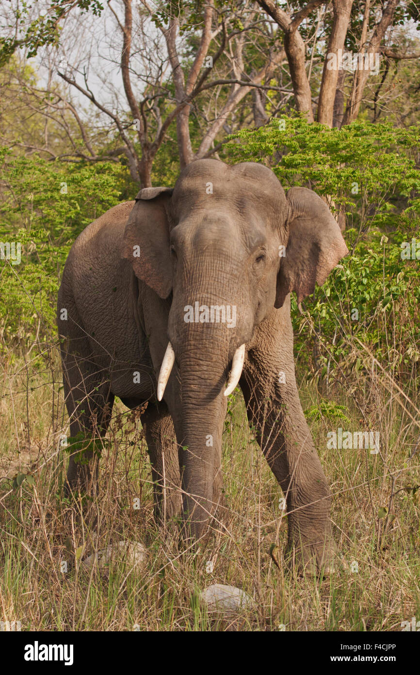 Indian Asian Elephant, Corbett National Park, India. Stock Photo