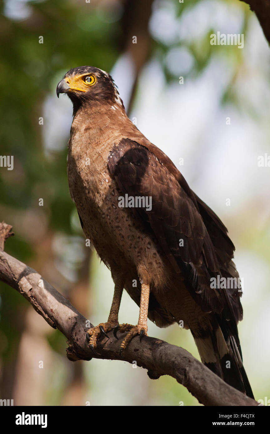 Crested Serpent Eagle, Corbett National Park, India Stock Photo - Alamy