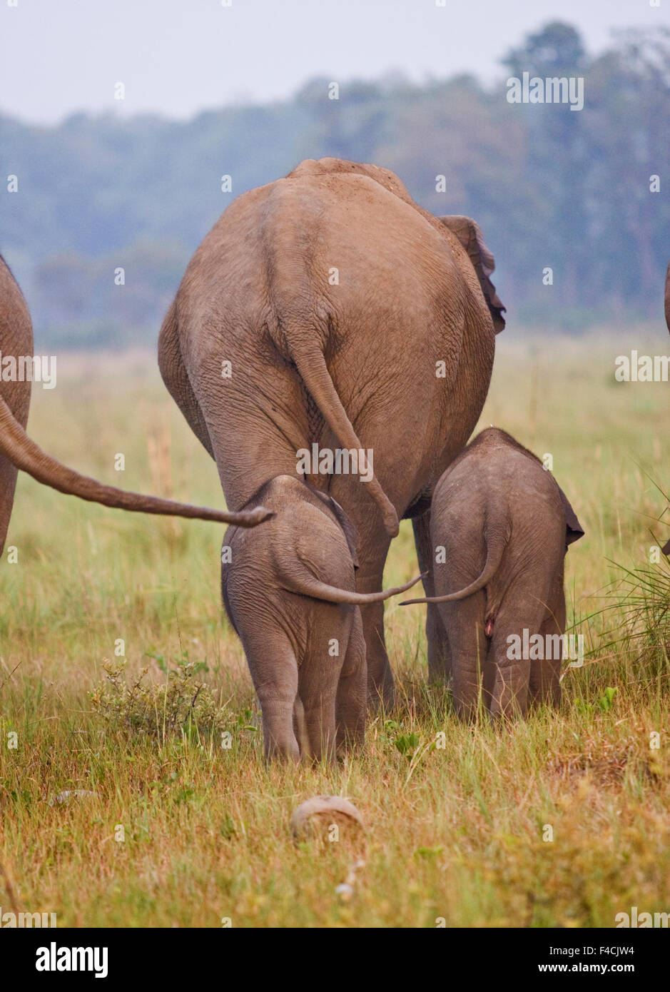 Indian Asian Elephant and young ones, Corbett National Park, India. Stock Photo