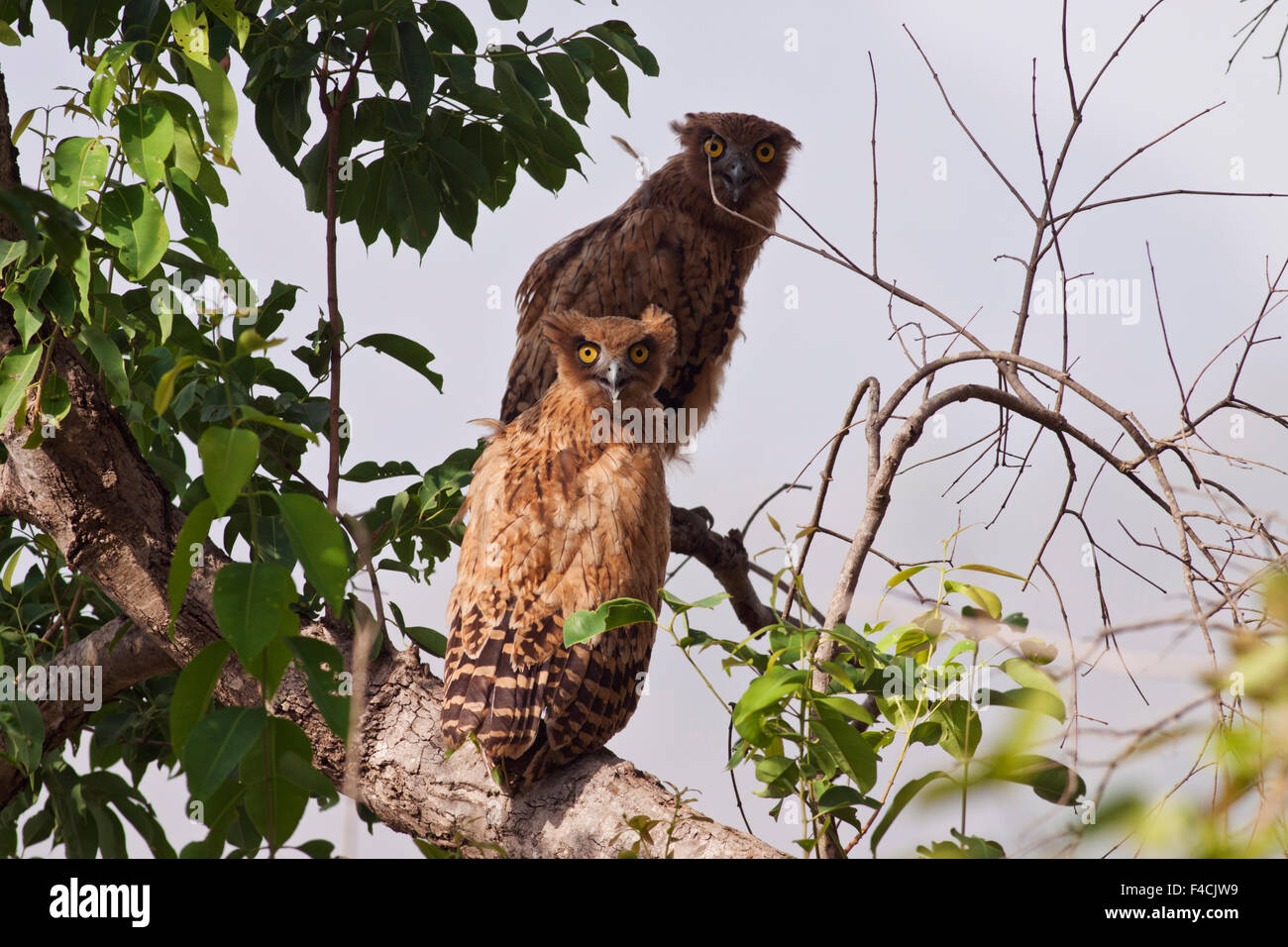 Young ones of Brown Fish Owl, Corbett National Park, India. Stock Photo
