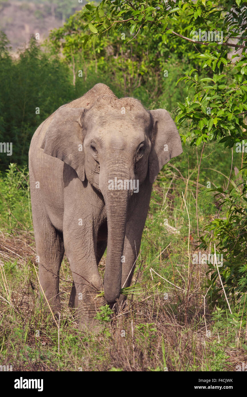 Indian Asian Elephant, Corbett National Park, India. Stock Photo