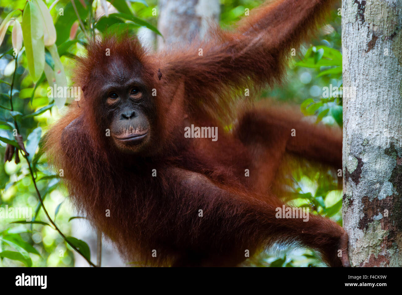 Orang Utan sitting on a tree Stock Photo - Alamy