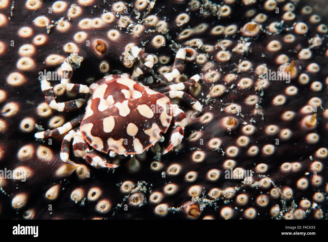 Indonesia, Crab on sea cucumber (Lissocarcinus orbicularis) and (Bohadschia marmorata) (Large format sizes available) Stock Photo