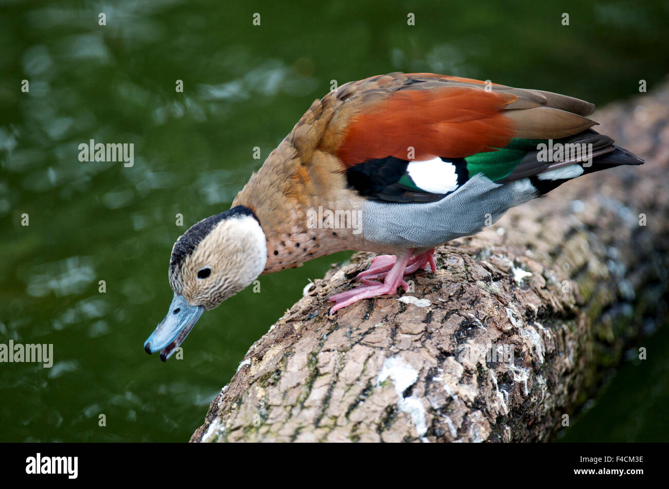 A Blue-billed duck in Kowloon Park. The Ringed Teal (Callonetta Leucophrys) is a small duck of South American forests. It is the only species of the genus Callonetta. It is captive in Kowloon Park, Hong Kong Stock Photo