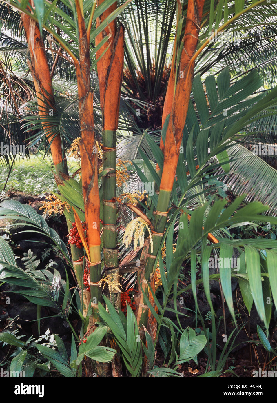 Indonesia, Maluku, Areca Palm Tree (Areca Vestiaria) (Large format sizes  available Stock Photo - Alamy