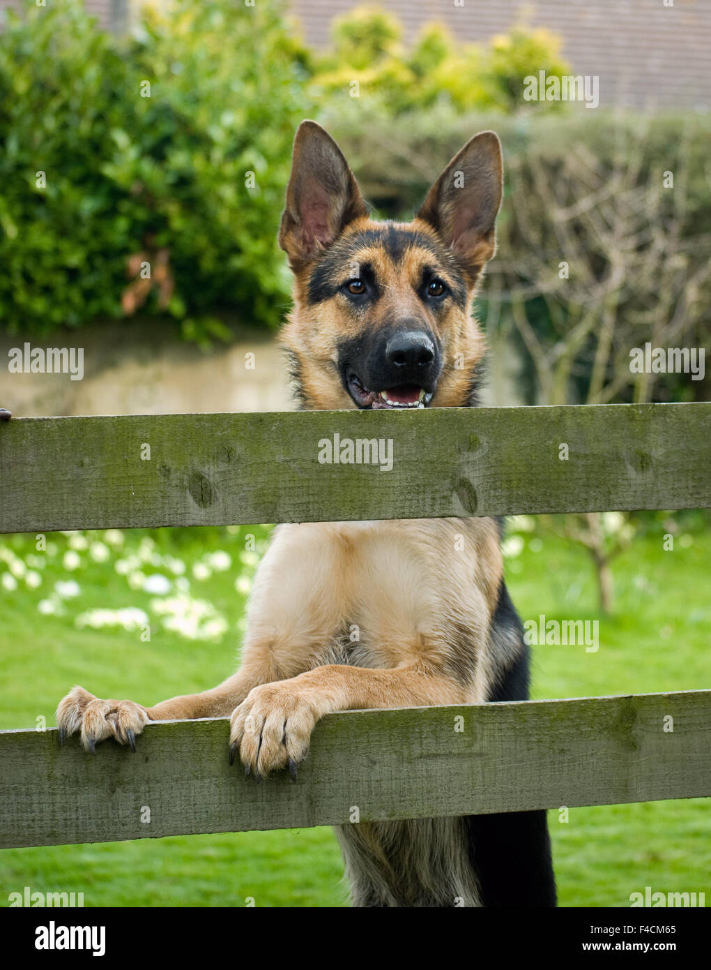 Watchful German Shepherd Dog standing by the Fence. Stock Photo
