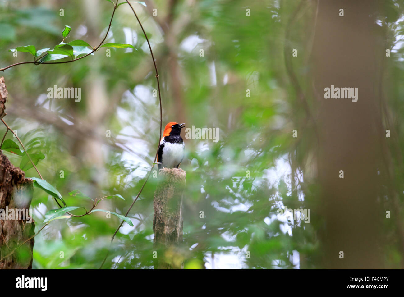 Amami Ryukyu Ryukyu robin (Erithacus komadori) in Amami Island, Japan Stock Photo ...