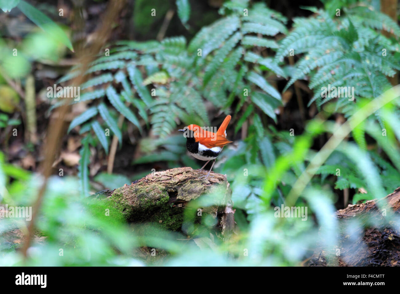Amami Ryukyu Ryukyu robin (Erithacus komadori) in Amami Island, Japan Stock Photo ...