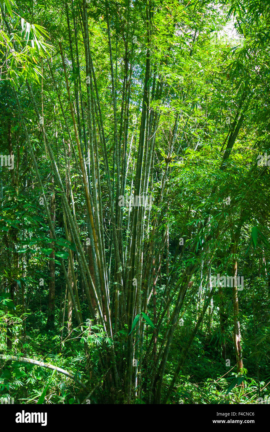Bamboo, Sarawak, Malaysian Borneo, Malaysia Stock Photo Alamy