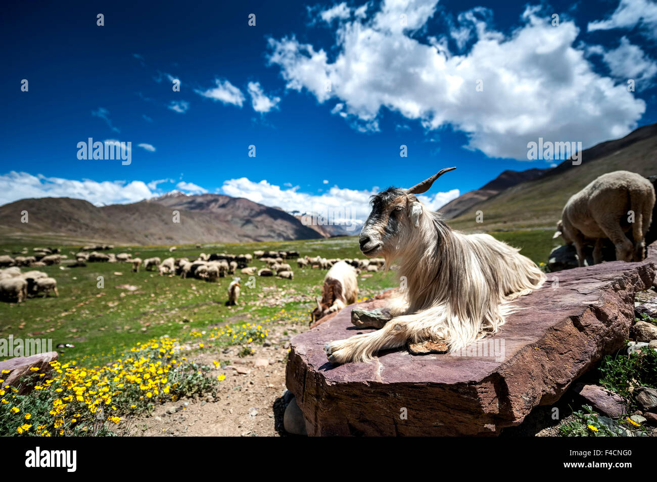 Goats are in relax mood in mountains Stock Photo