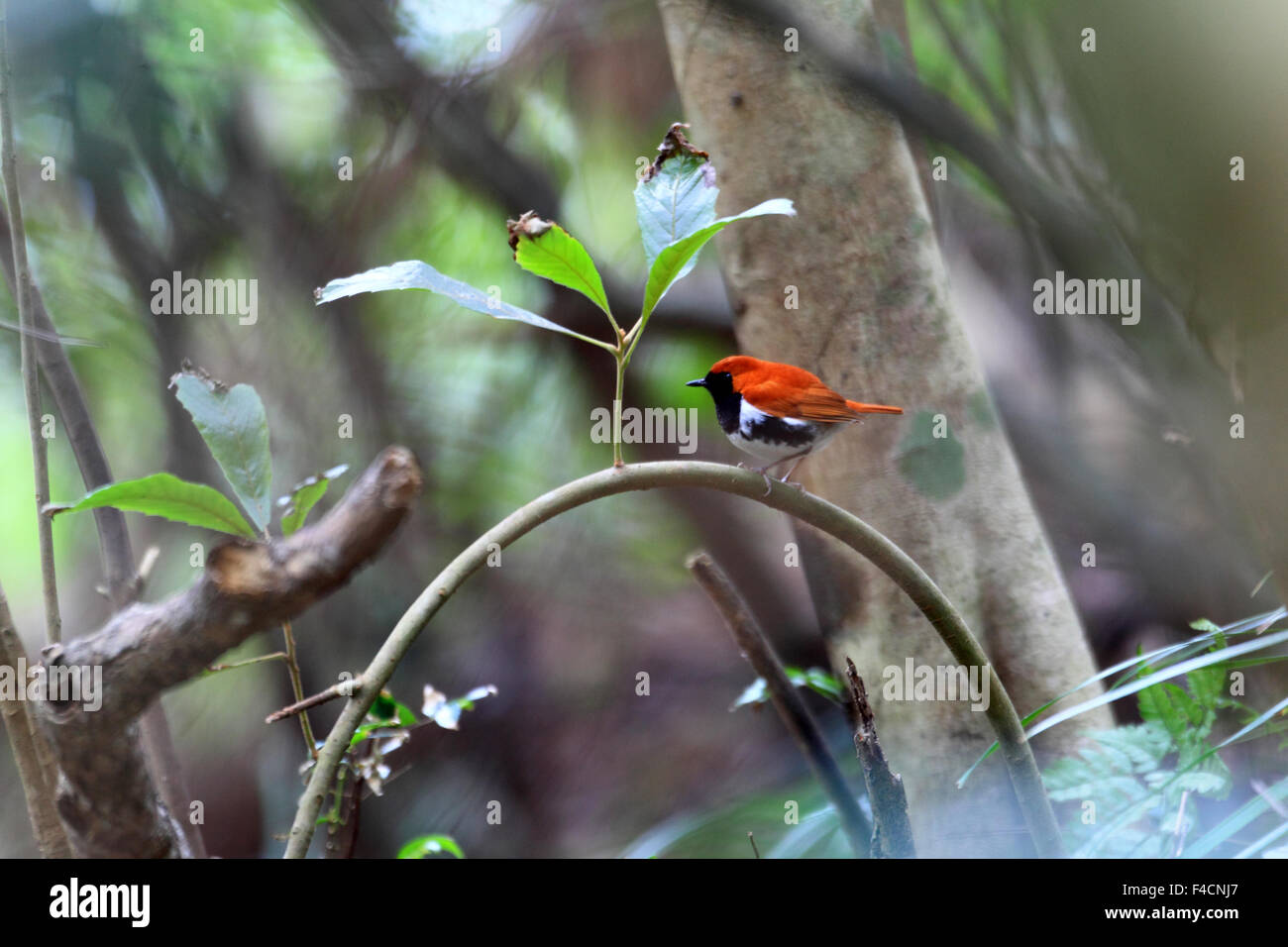 Amami Ryukyu Ryukyu robin (Erithacus komadori) in Amami Island, Japan Stock Photo ...
