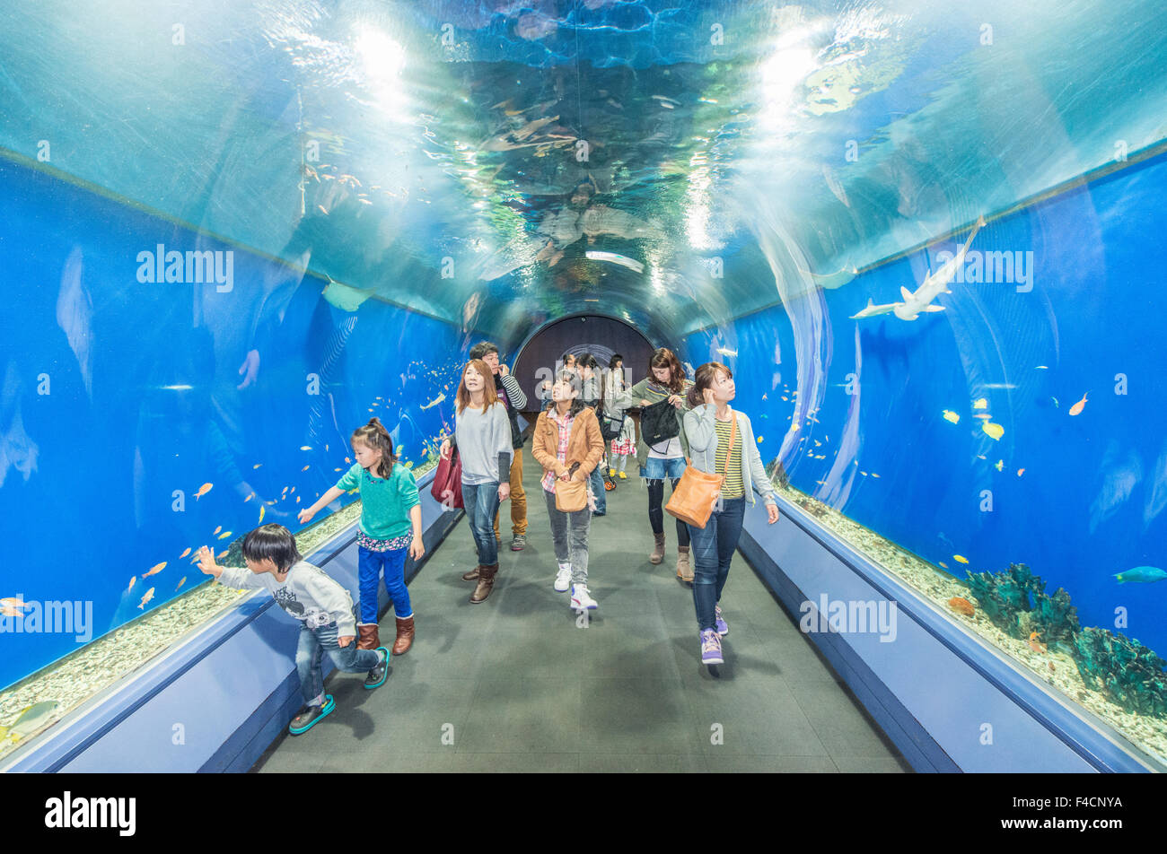 Japan, Osaka, Osaka Aquarium Kaiyukan. (Large format sizes available Stock  Photo - Alamy