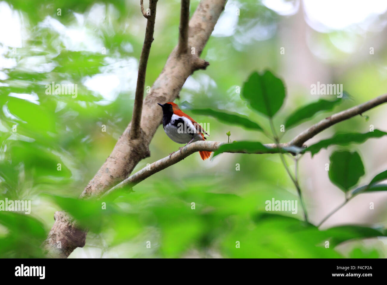 Amami Ryukyu Ryukyu robin (Erithacus komadori) in Amami Island, Japan Stock Photo ...