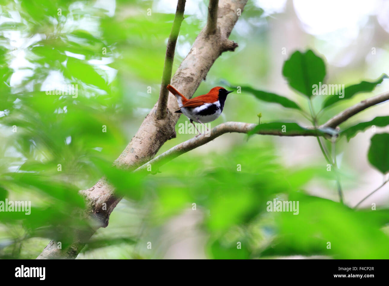 Amami Ryukyu Ryukyu robin (Erithacus komadori) in Amami Island, Japan Stock Photo ...
