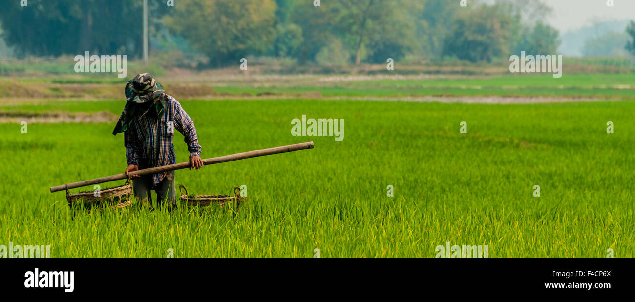 Man in rice field hi-res stock photography and images - Alamy