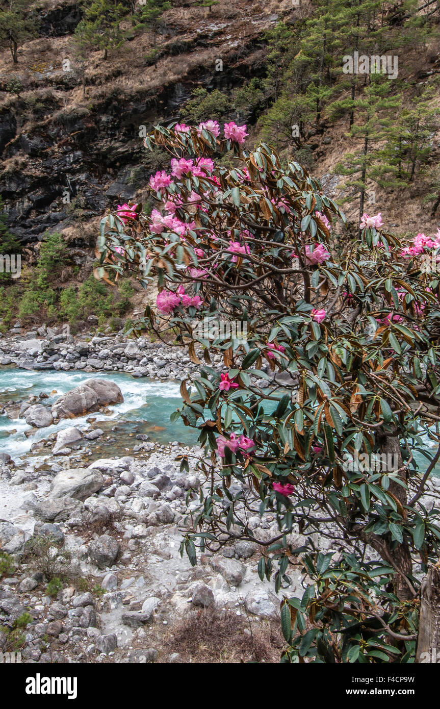 Flowers nepal hi-res stock photography and images - Alamy