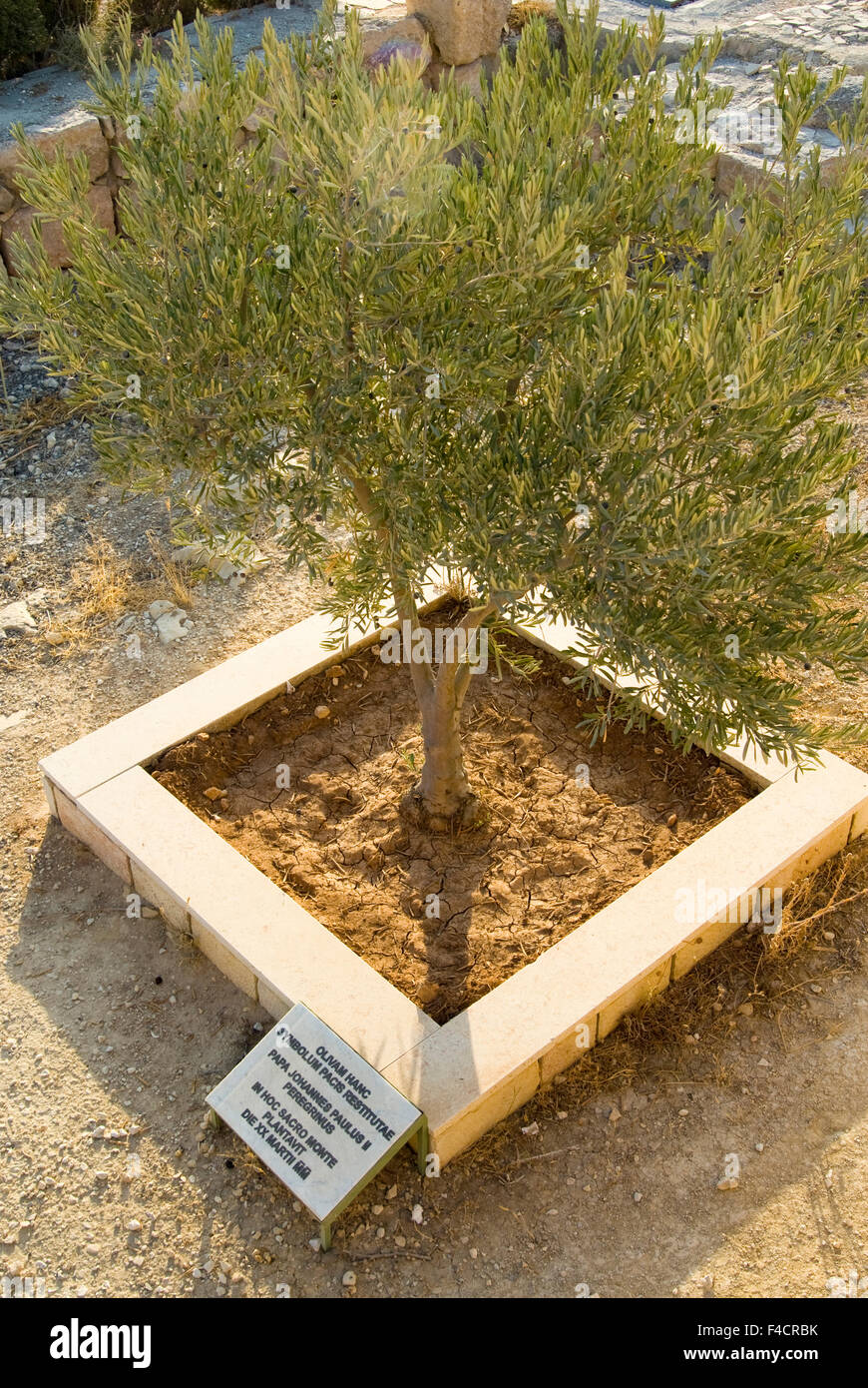 Olive Tree Planted By Pope John Paul Ii Mount Nebo Moses