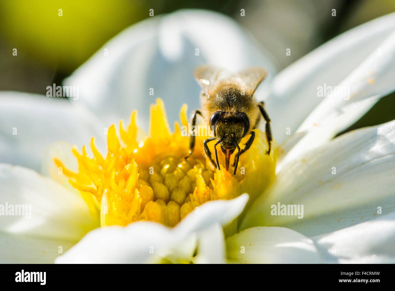 A Carniolan honey bee (Apis mellifera carnica) is collecting nectar from a Dahlia (Asteraceae) blossom Stock Photo