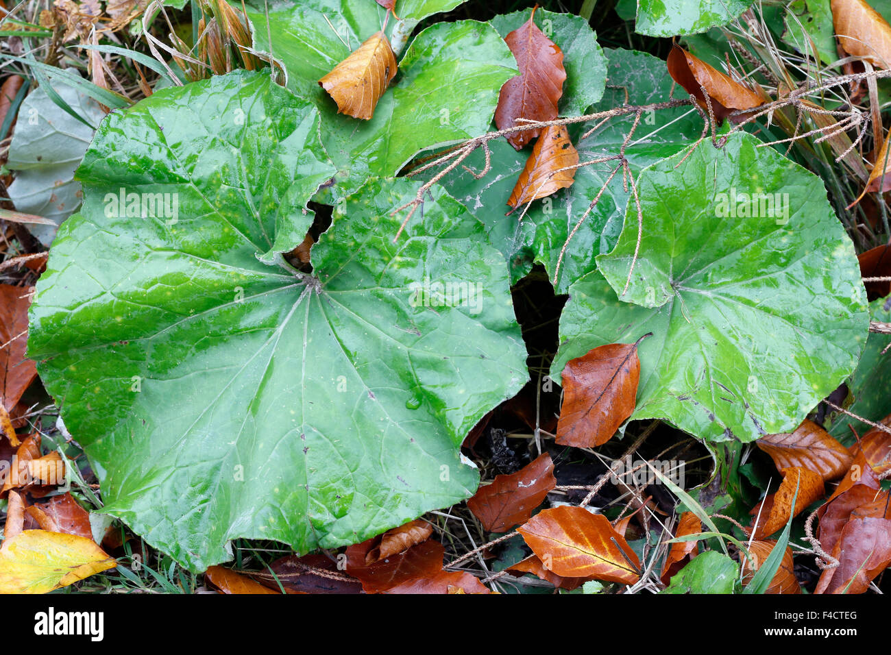 Withered leaves hi-res stock photography and images - Alamy