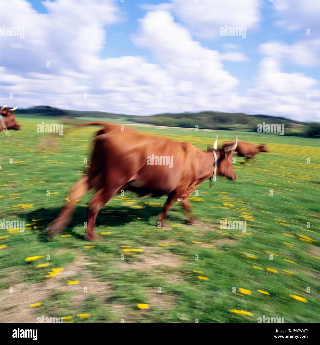 Cows running in field Stock Photo Alamy