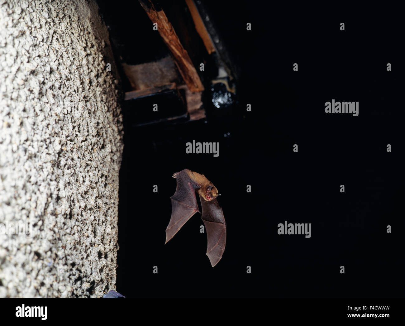 Bat flying during night Stock Photo Alamy