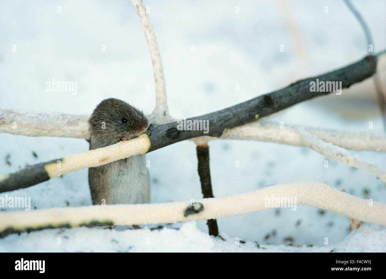 Lemming winter hi-res stock photography and images - Alamy