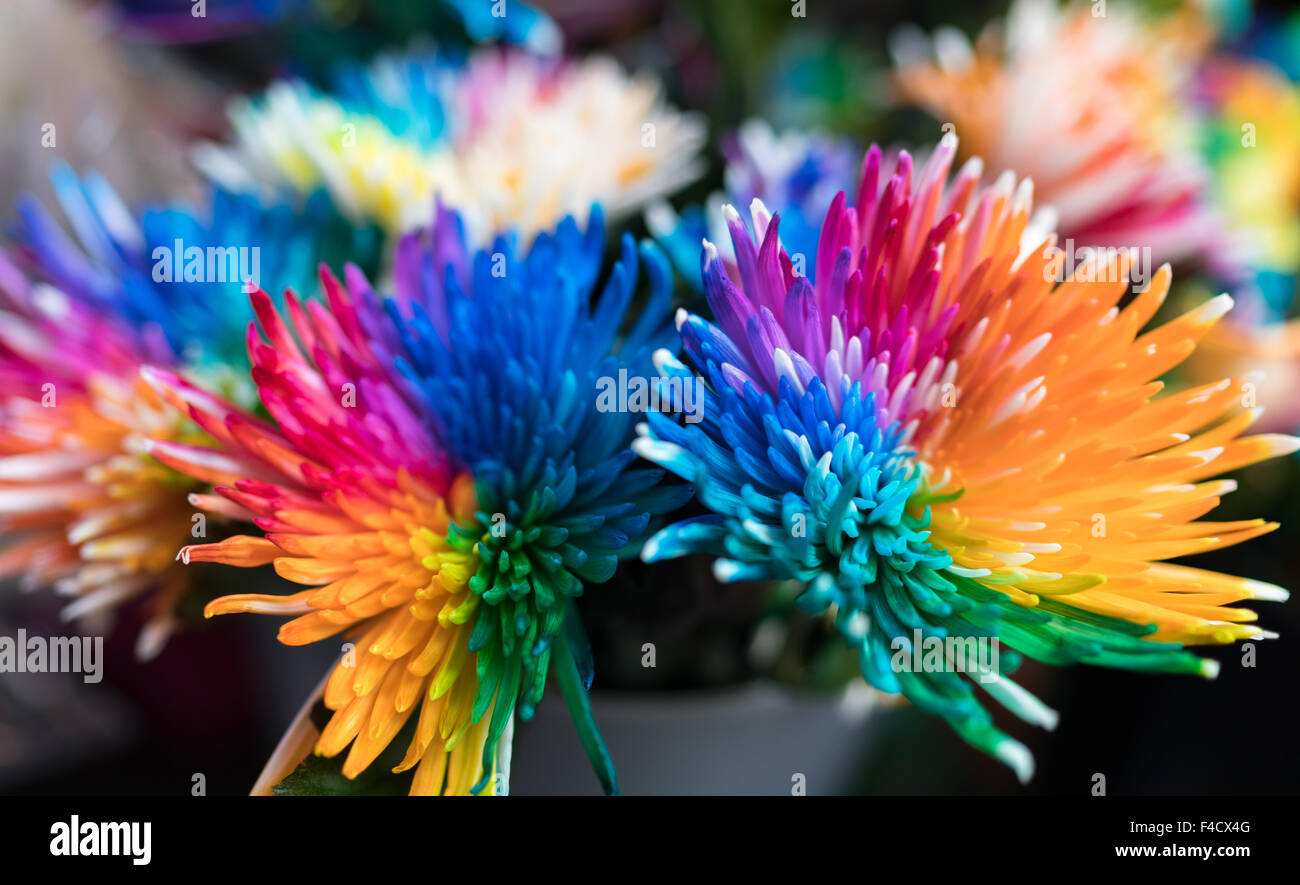 Multicolored died Chrysanthemum flowers for sale. Stock Photo