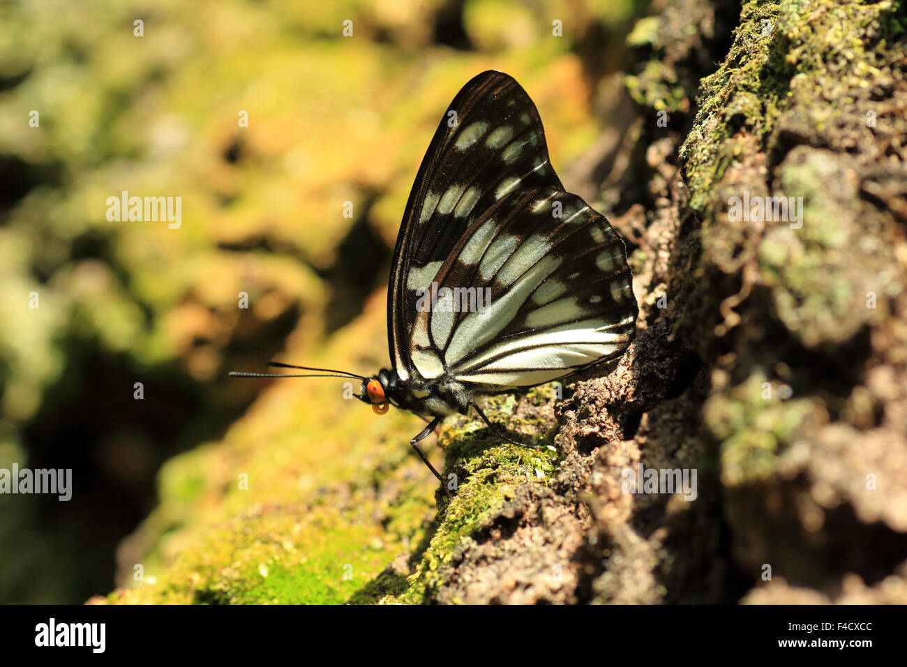 Siren butterfly (Hestina persimilis japonica) in Japan Stock Photo