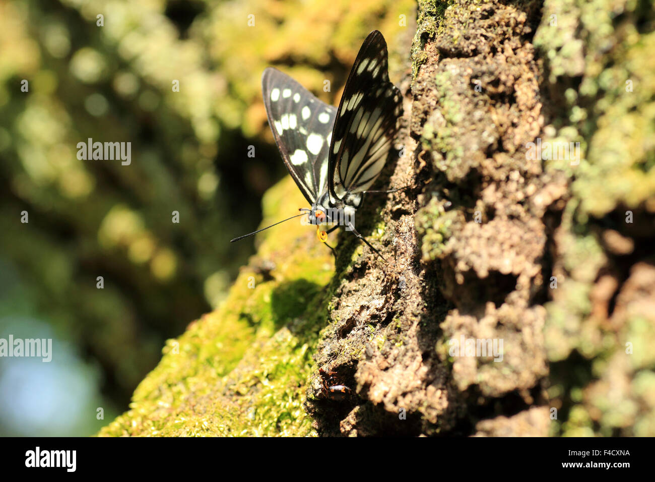Siren butterfly (Hestina persimilis japonica) in Japan Stock Photo