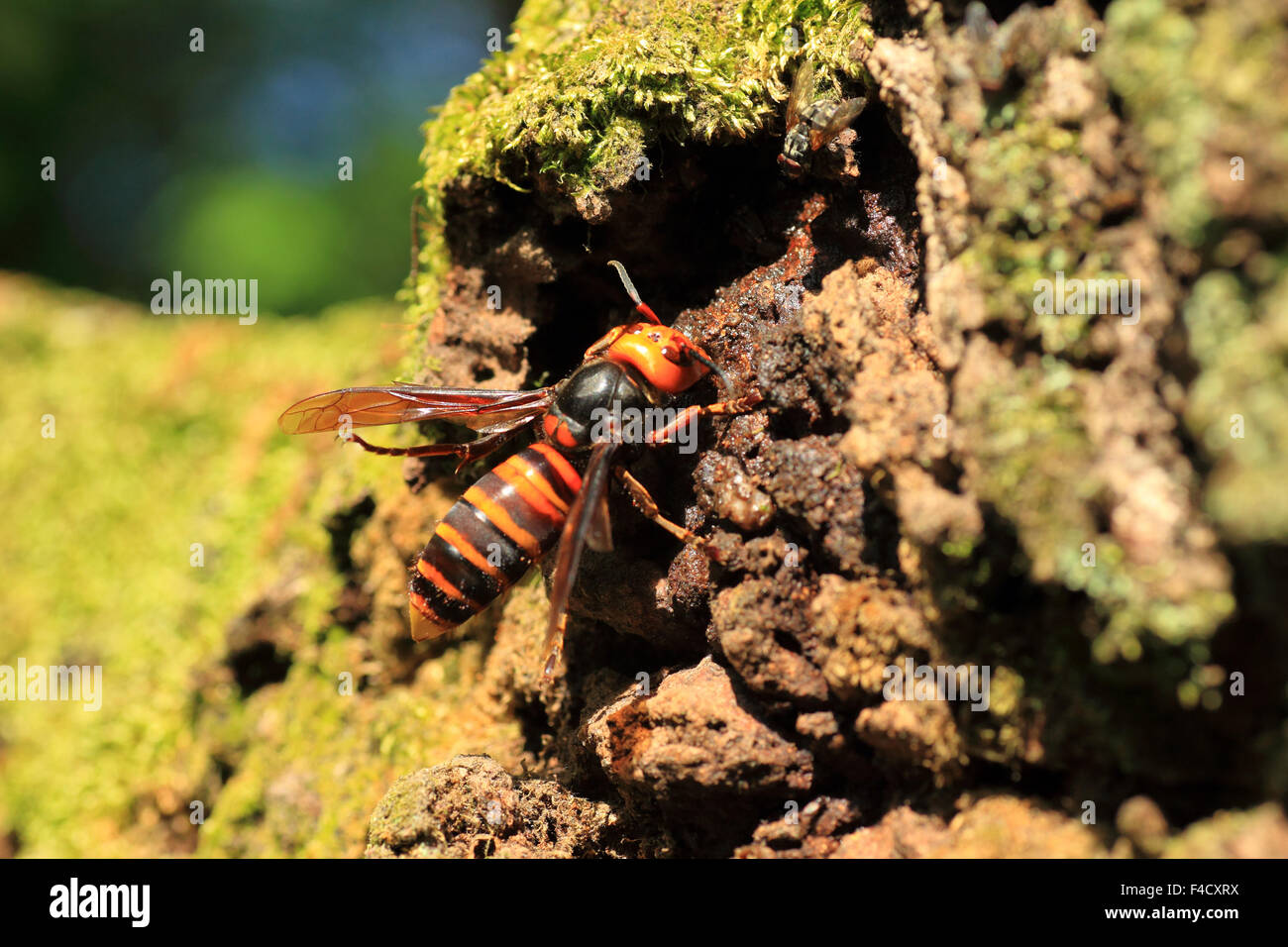 Japanese giant hornet (Vespa mandarinia) in Japan Stock Photo