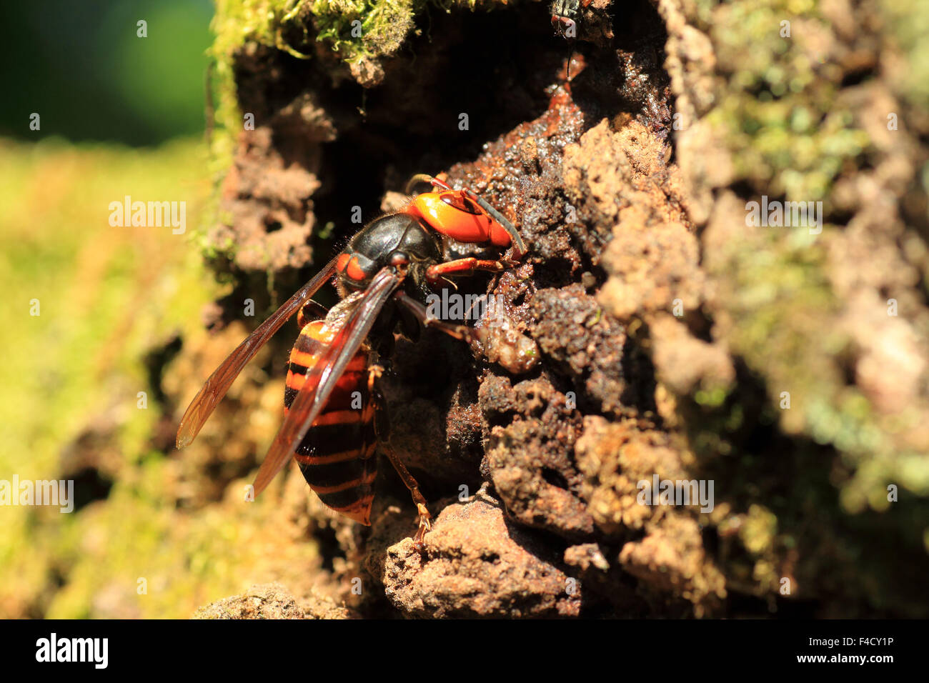 Japanese giant hornet (Vespa mandarinia) in Japan Stock Photo