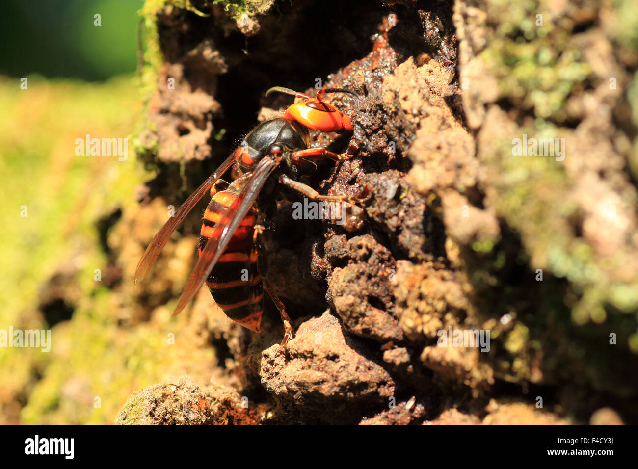 Japanese giant hornet (Vespa mandarinia) in Japan Stock Photo