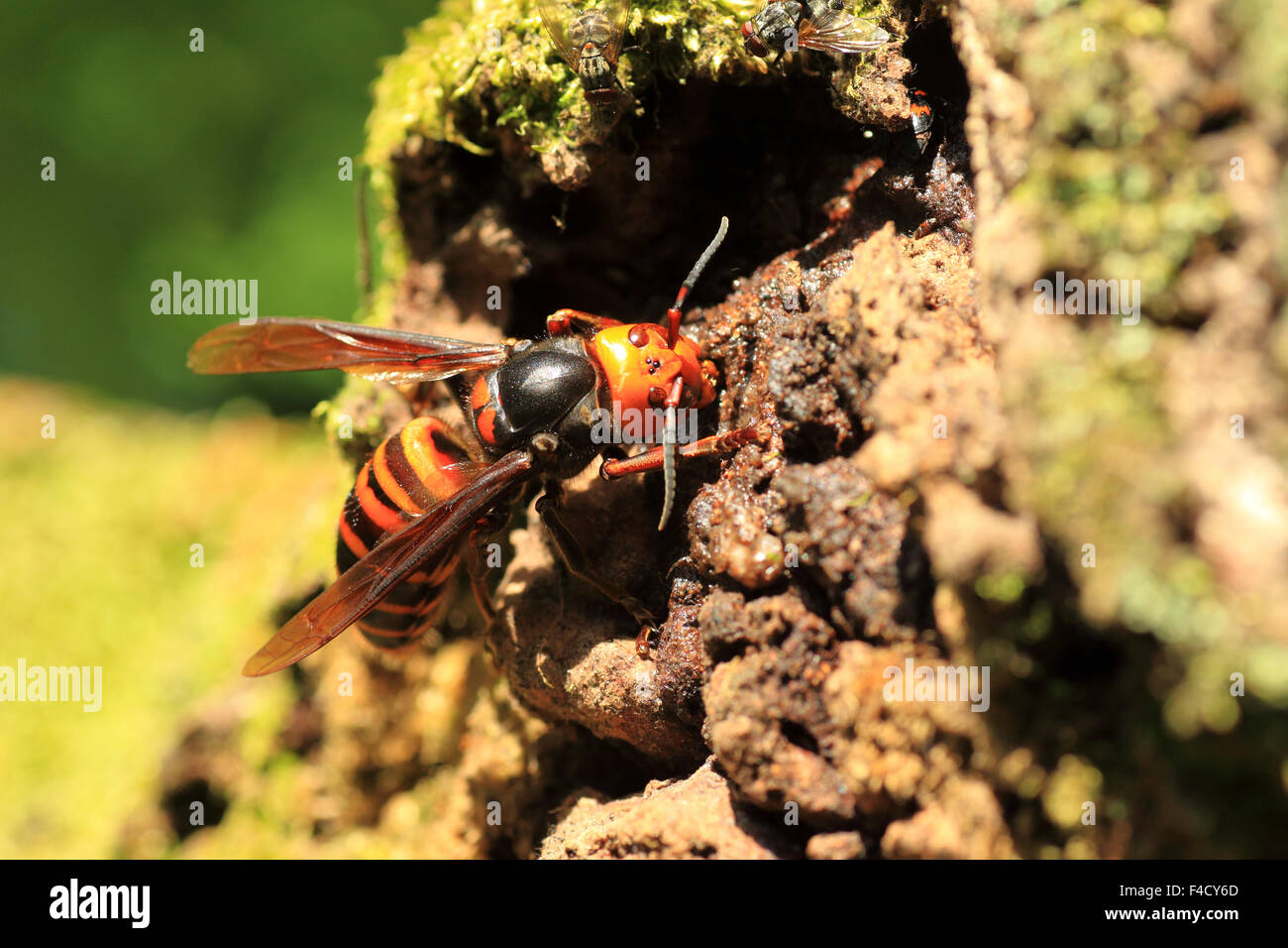 Japanese giant hornet (Vespa mandarinia) in Japan Stock Photo