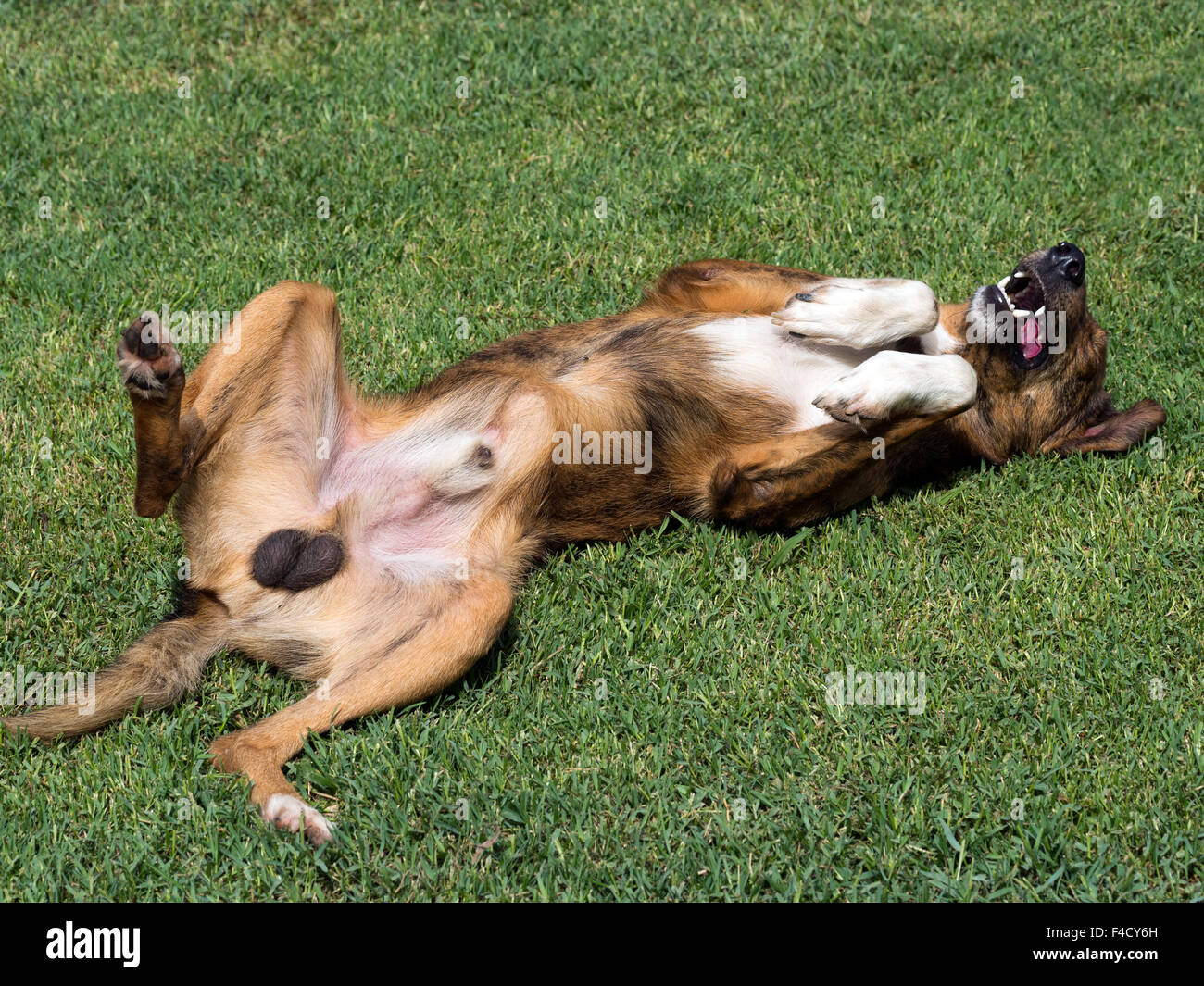 Visibly intact male dog enjoying a roll in the grass. Stock Photo