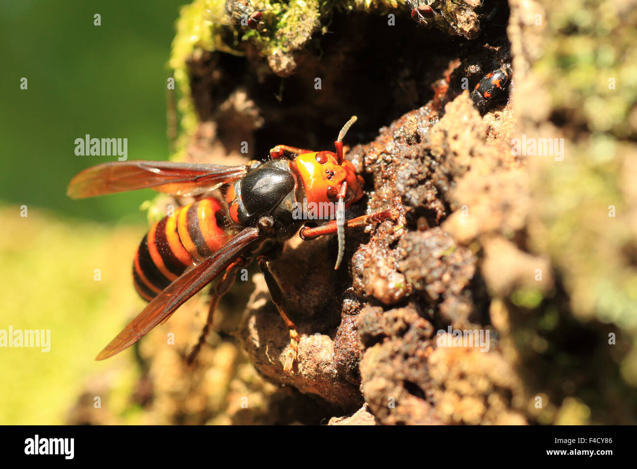 Japanese giant hornet (Vespa mandarinia) in Japan Stock Photo