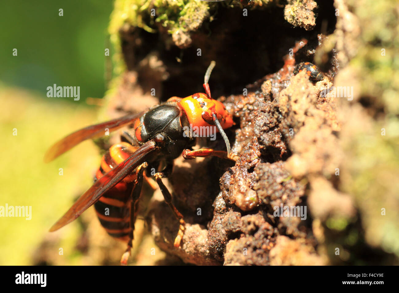 Japanese giant hornet (Vespa mandarinia) in Japan Stock Photo