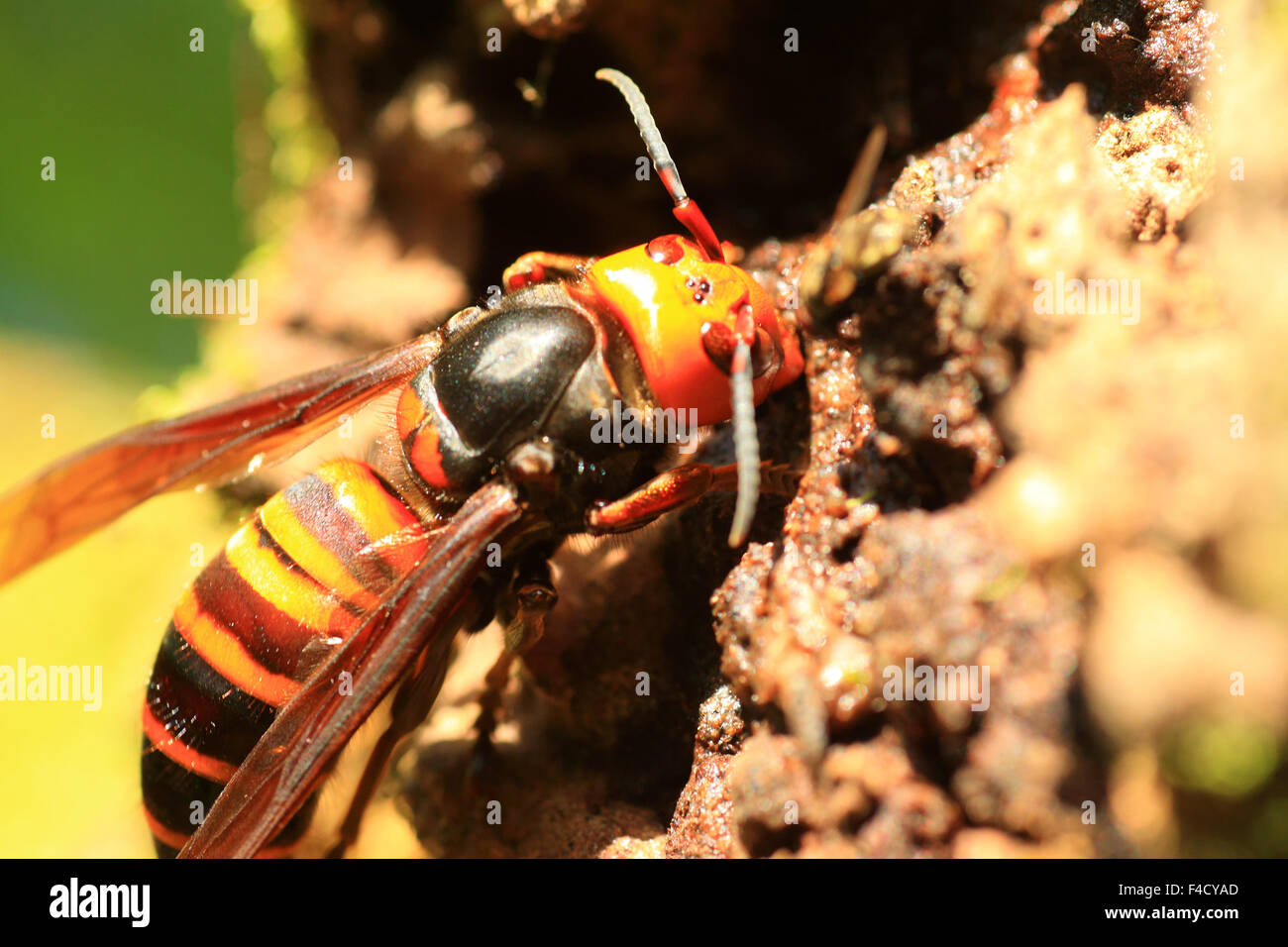 Japanese giant hornet (Vespa mandarinia) in Japan Stock Photo
