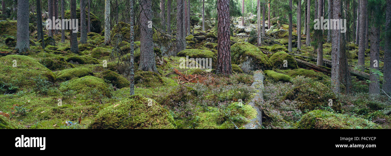 Dense primeval forest hi-res stock photography and images - Alamy