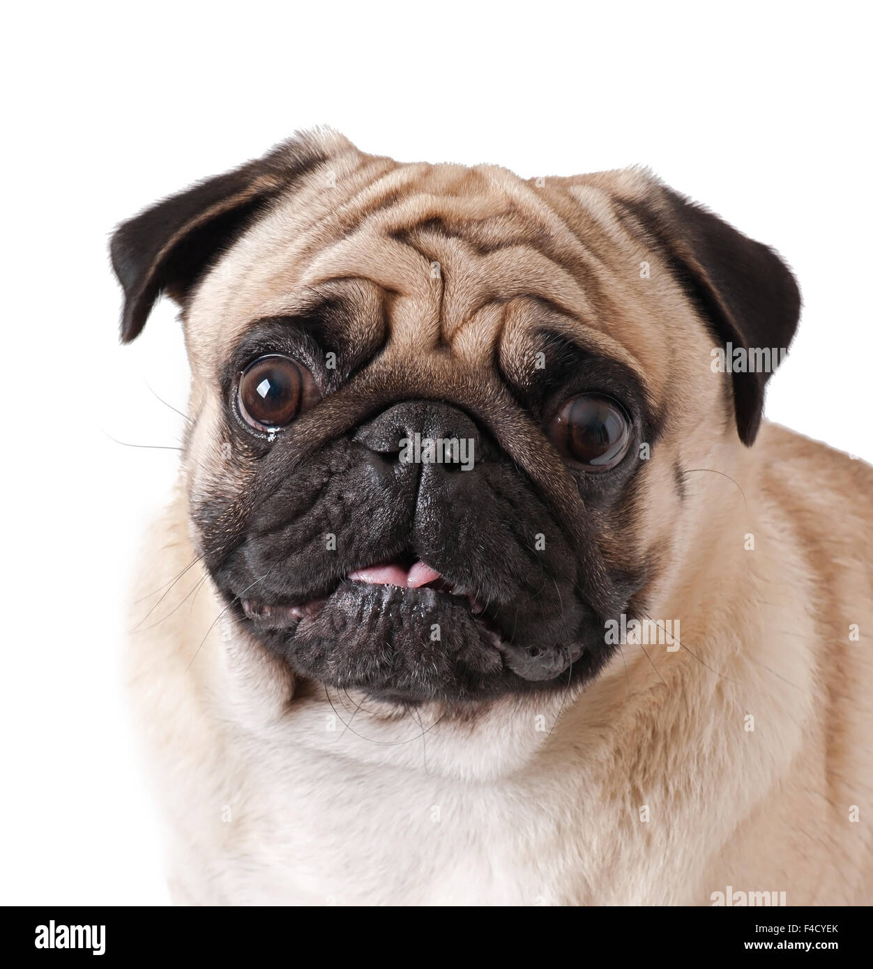 Pug dog isolated on a white background Stock Photo - Alamy