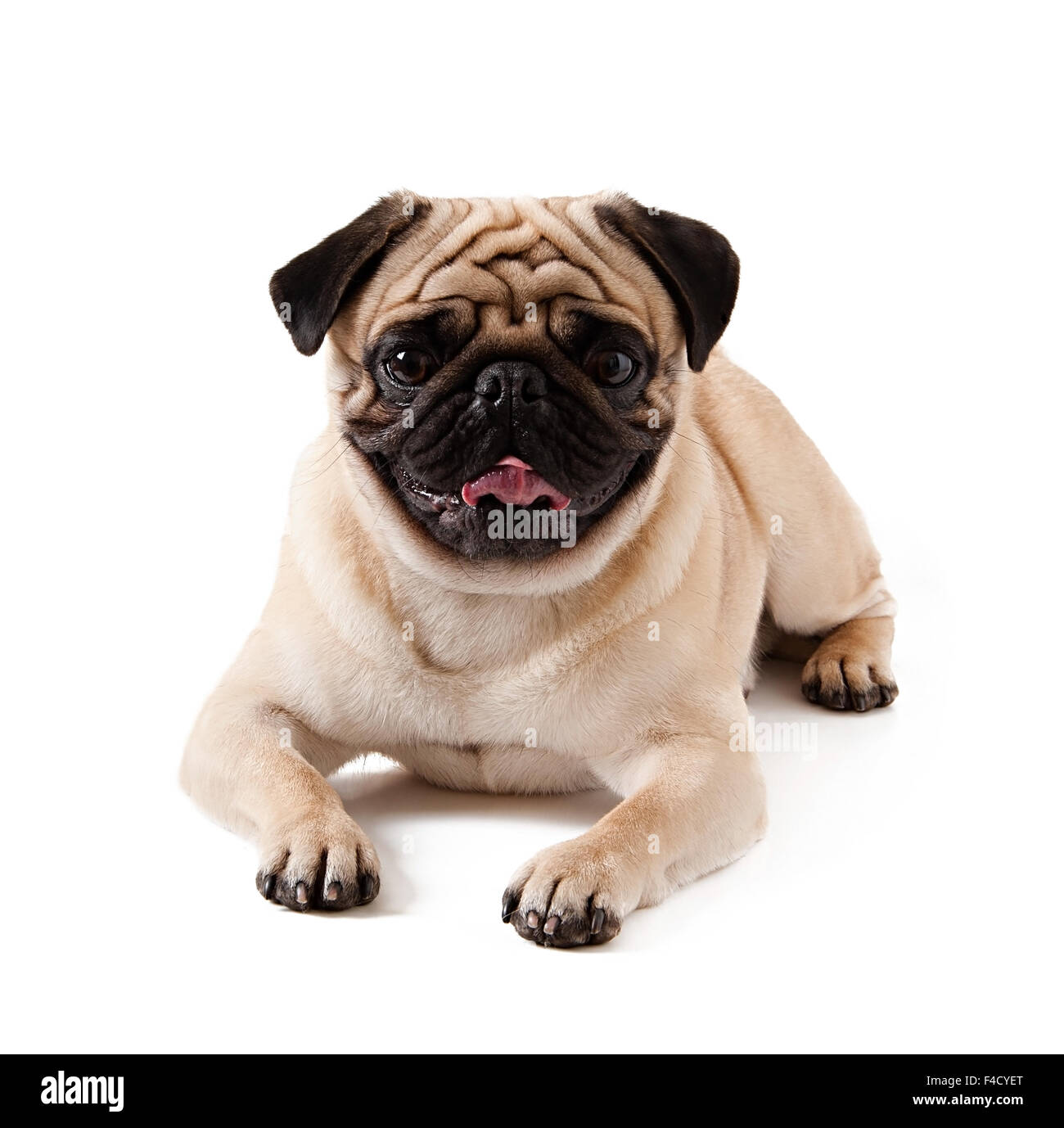 Pug dog isolated on a white background Stock Photo - Alamy