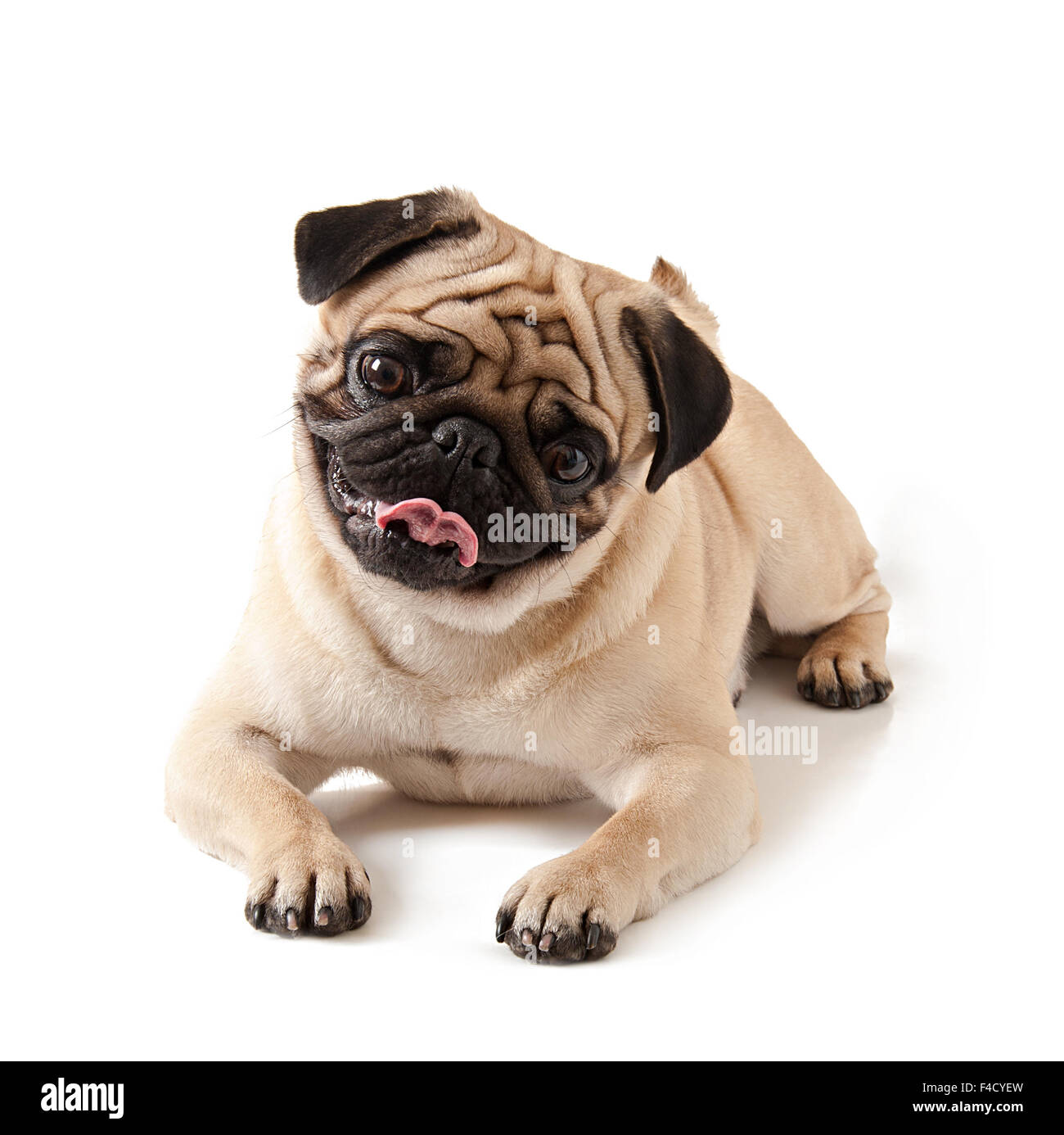 Pug dog isolated on a white background Stock Photo - Alamy