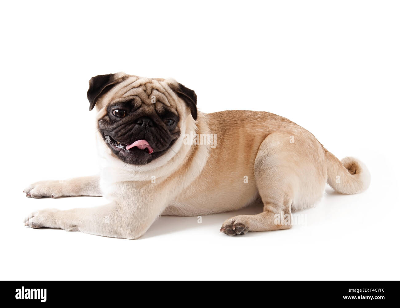 Pug dog isolated on a white background Stock Photo - Alamy