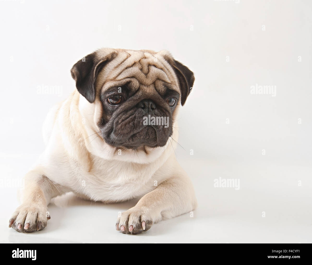 Pug dog isolated on a white background Stock Photo - Alamy