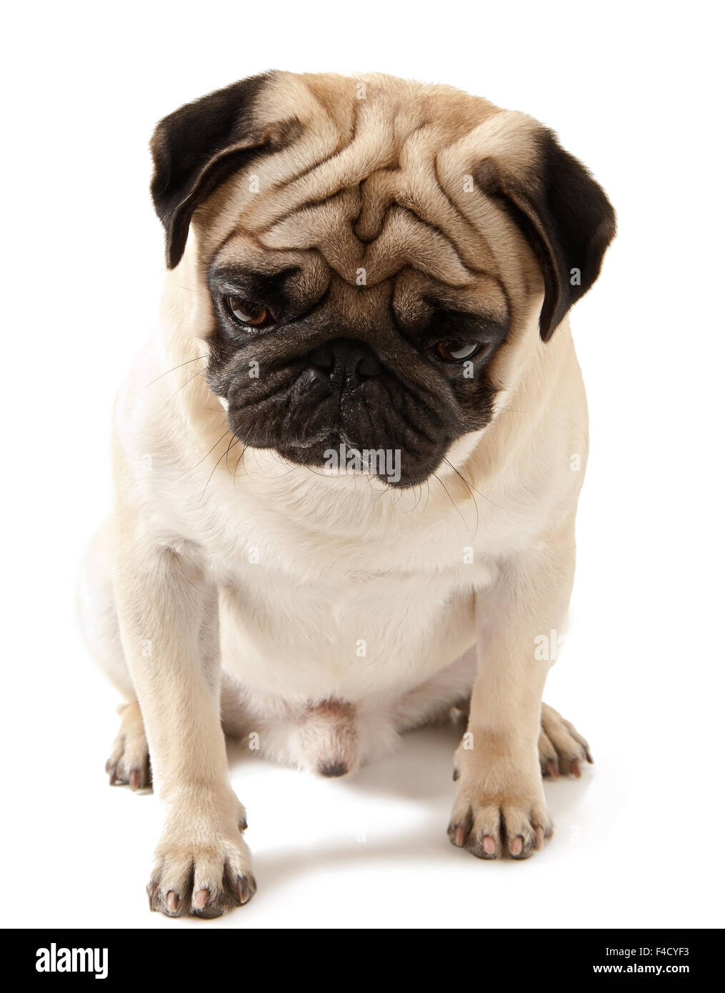 Pug dog isolated on a white background Stock Photo - Alamy