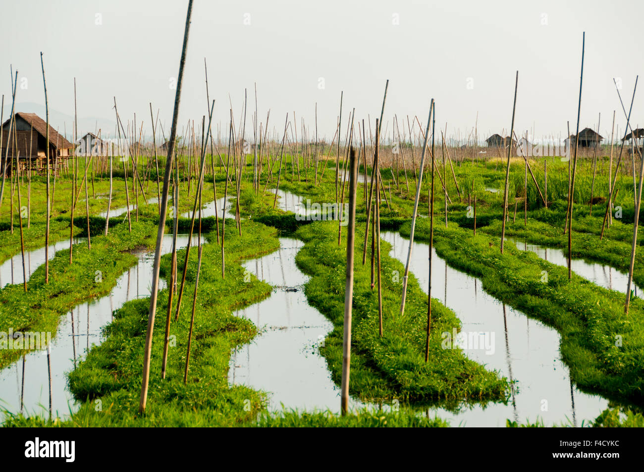 Floating garden of Inle Lake Stock Photo Alamy