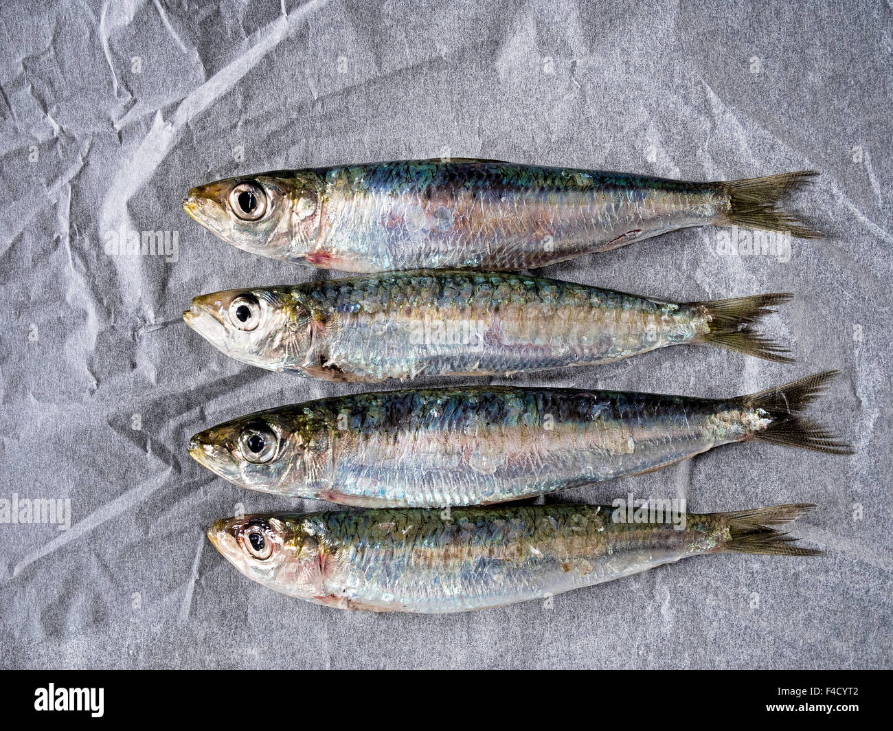 Healthy oily fish aka pilchards. On kitchen paper. Stock Photo