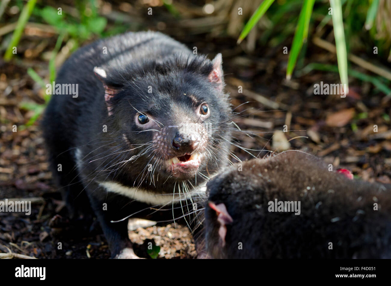 Australia Adelaide Cleland Wildlife Park Tasmanian Devil Sarcophilus Harrisii The Largest 