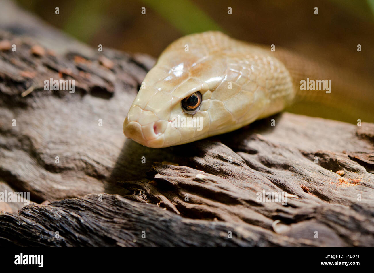 Australia, Northern Territory, Darwin. Territory Wildlife Park. Coastal taipan. Third-most venomous land snake in the world, head detail. Stock Photo