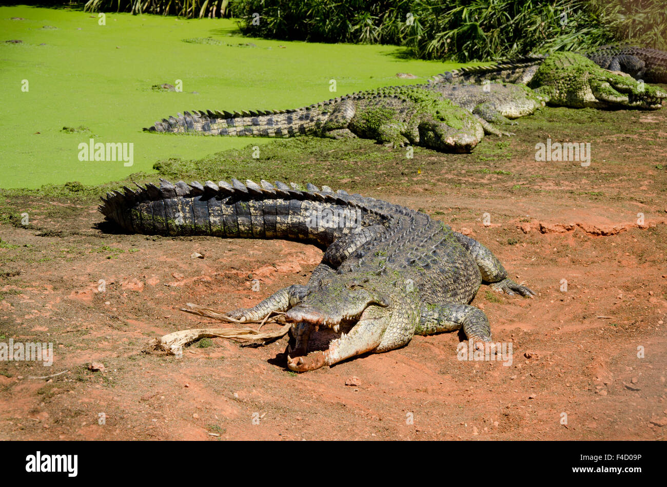 Australia, Broome. Malcolm Douglas Crocodile Park. Large saltwater crocodiles (Crocodylus porosus) in front of green duckweed covered pond (Lemna minuta). Stock Photo